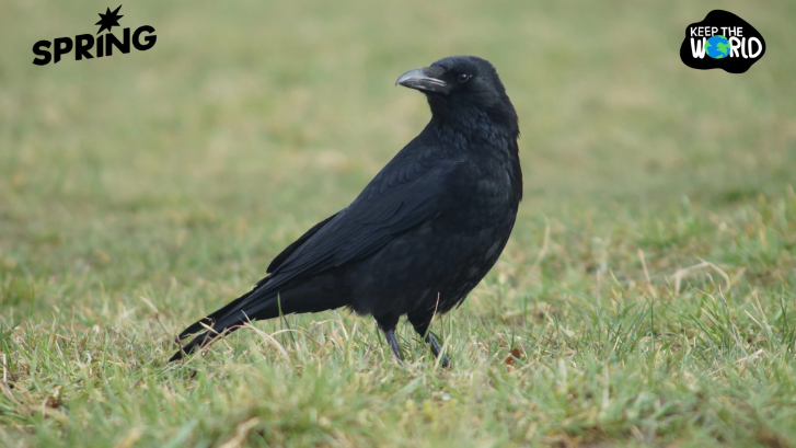 อีกาเก็บขยะสวีเดน โปรเจกต์ล้ำที่ต้องจบลงเพราะขัดจริยธรรม