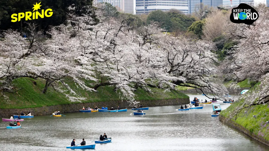ญี่ปุ่นคาด 'ดอกซากุระ' บานเร็วกว่าปกติ 1 สัปดาห์จากภาวะโลกร้อน