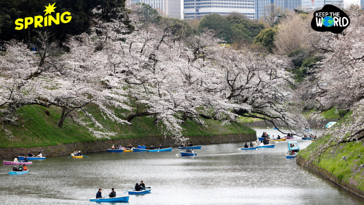 ญี่ปุ่นคาด 'ดอกซากุระ' บานเร็วกว่าปกติ 1 สัปดาห์จากภาวะโลกร้อน