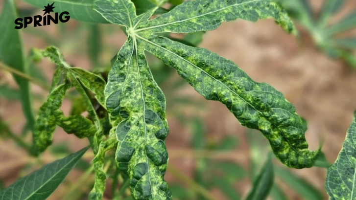 กรมส่งเสริมการเกษตร เคาะเป้าลดพื้นที่ระบาด 'โรคใบด่างมันสำปะหลัง' 30%