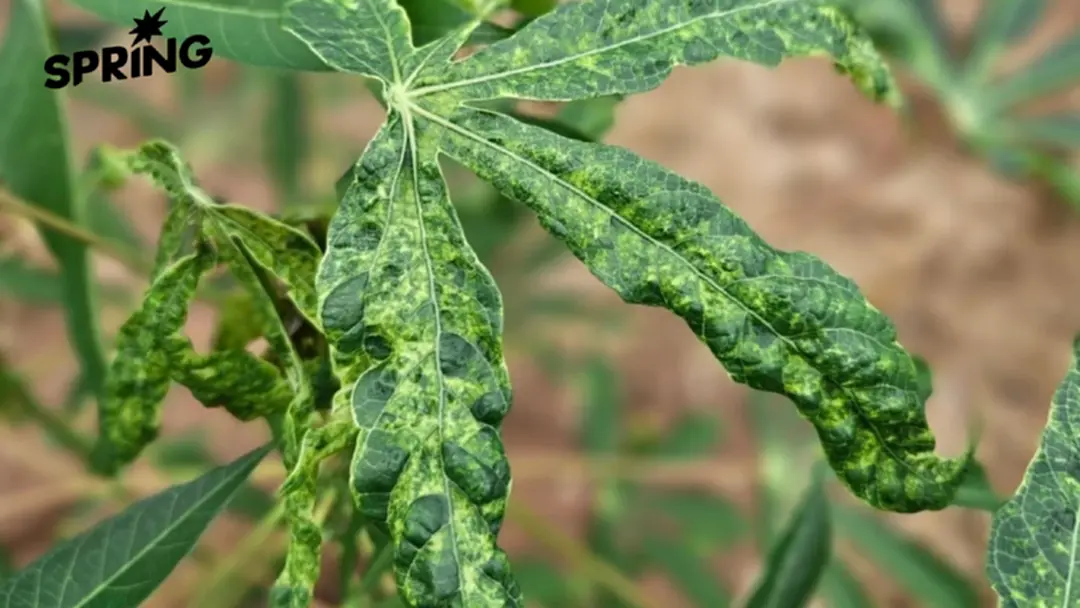 กรมส่งเสริมการเกษตร เคาะเป้าลดพื้นที่ระบาด 'โรคใบด่างมันสำปะหลัง' 30% กรมส่งเสริมการเกษตร เคาะเป้าลดพื้นที่ระบาด 'โรคใบด่างมันสำปะหลัง' 30%