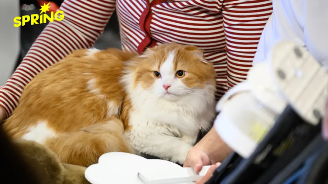 คนเจน Gen Z สายเปย์ Z ยอม ‘อดมื้อกินมื้อ’ ทุ่มเพื่อน้องหมามา ดันตลาดอาหารสัตว์เลี้ยงโต