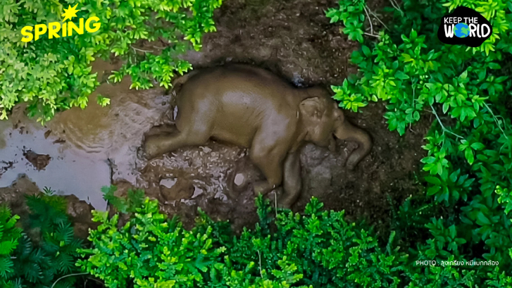 ผลสอบชี้เจ้าหน้าที่ยิงยาสลบ 'สีดอหูพับ' ไม่ประมาทเลินเล่อ