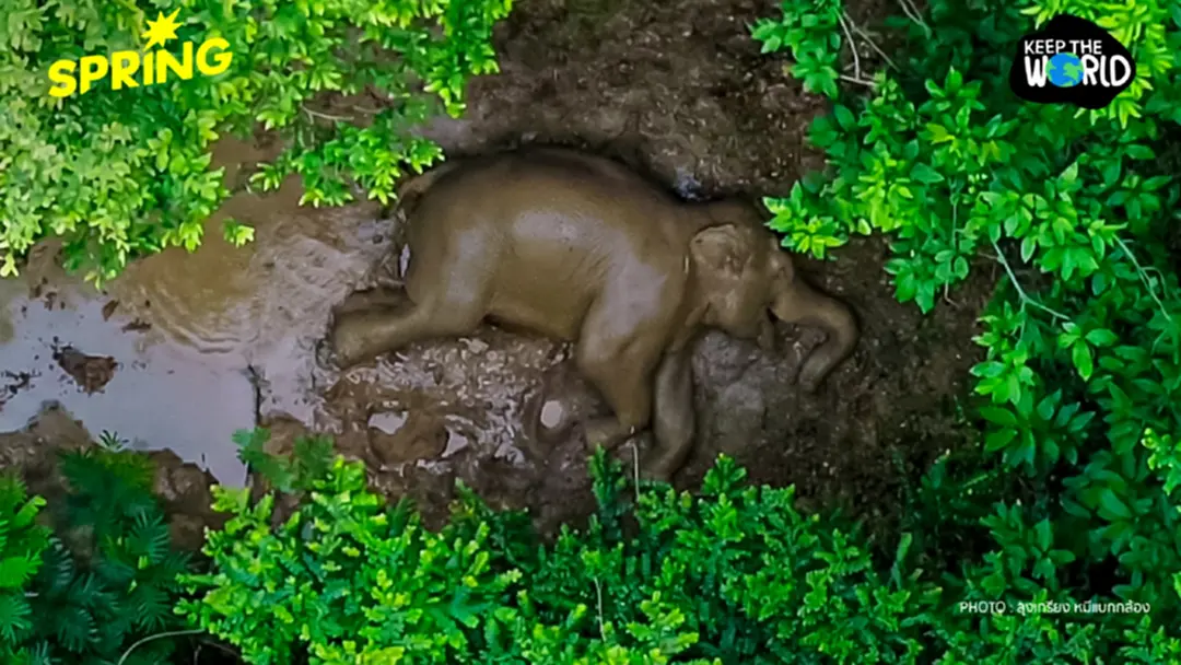 ผลสอบชี้เจ้าหน้าที่ยิงยาสลบ 'สีดอหูพับ' ไม่ประมาทเลินเล่อ ผลสอบชี้เจ้าหน้าที่ยิงยาสลบ 'สีดอหูพับ' ไม่ประมาทเลินเล่อ