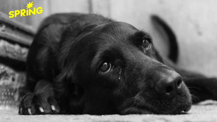 วิกฤตสัตว์เลี้ยงดูไบ! ถูกทิ้งหนีสงคราม วอนหมอทำ ‘การุณยฆาต’