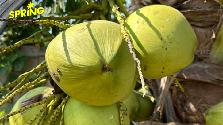 ทางเลือกให้คนประหยัด! กะหล่ำปลี-มะพร้าวน้ำหอมร่วง ‘ของถูก’ ยุคน้ำมันแพง