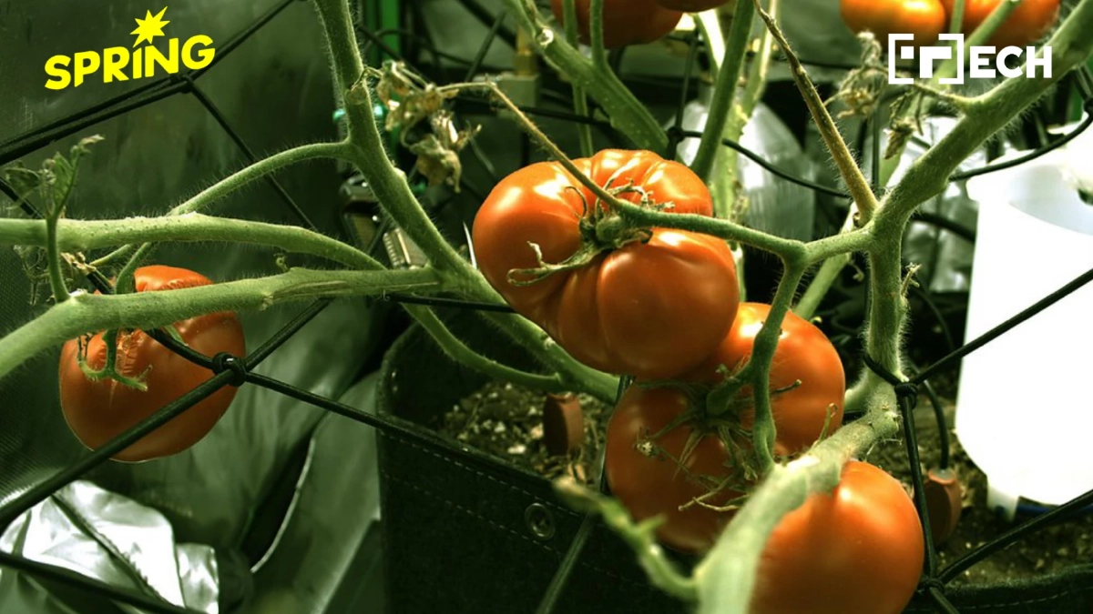 นักพัฒนา ลองใช้ Claude ปลูกมะเขือเทศสำเร็จ ครบ 100 วัน ไม่ต้องใช้คน