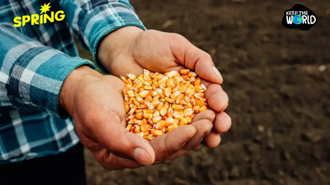 เมียนมา ตั้งคณะทำงานออกใบรับรอง 'ข้าวโพดปลอดการเผา' รองรับการส่งออกไทย