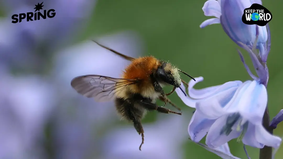 ไขความลับ "ผึ้งนางพญา" หายใจใต้น้ำ 7 วัน ฝ่าวิกฤตน้ำท่วม  ช่วยเอาชีวิตรอดในช่วงฤดูหนาว