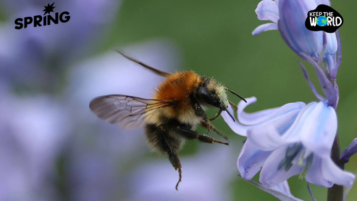 ไขความลับ "ผึ้งนางพญา" หายใจใต้น้ำ 7 วัน ฝ่าวิกฤตน้ำท่วม  ช่วยเอาชีวิตรอดในช่วงฤดูหนาว