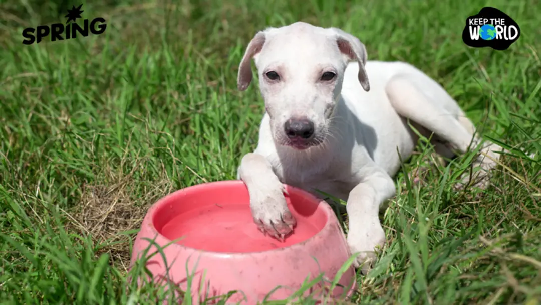 วางชามน้ำหน้าบ้าน ก็ช่วยต่อชีวิตหมาแมวจรจากวิกฤตความร้อนได้