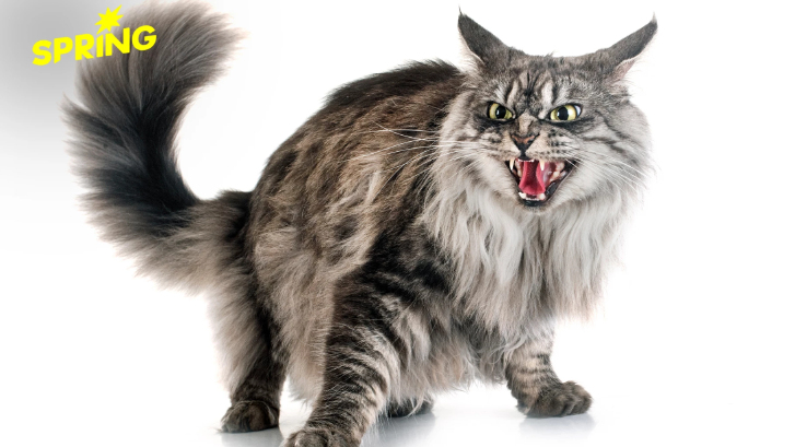 เปิดสาเหตุ 'แมวคลั่ง' วิ่งอาละวาด - ทำร้ายผู้คน รับมืออย่างไร