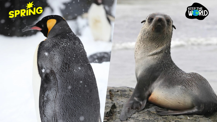 วิกฤตน้ำแข็งละลาย! ‘เพนกวินจักรพรรดิ-แมวน้ำขนแอนตาร์กติก’ ปรับสถานะเป็นสัตว์ใกล้สูญพันธุ์