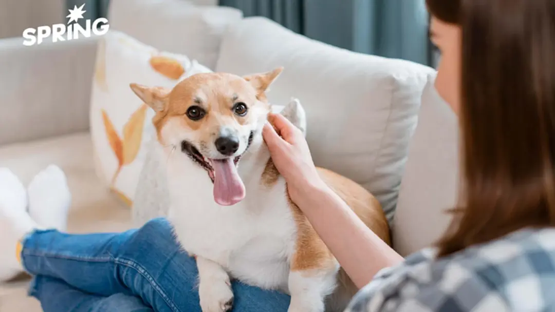 ยาชะลอวัยสุนัข ความหวังใหม่ของคนรักหมา อาจช่วยยืดเวลาได้อีกนิด