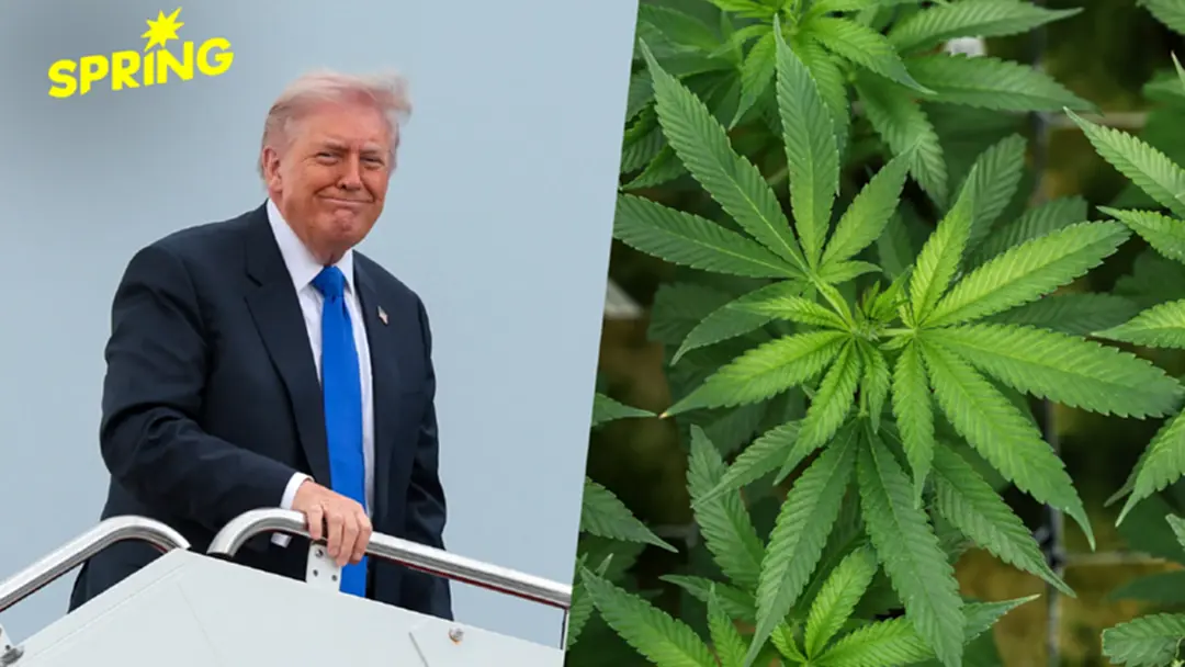 ทรัมป์สั่งจัดประเภท กัญชาทางการแพทย์ เป็นสารเสพติดอันตรายน้อยลง
