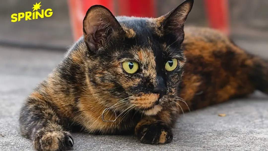 Gen Z ไทยฮิตเลี้ยงแมว ‘คลายความเครียด’ ยอมเปย์หนักเพื่อลูกรัก ดันตลาดอาหารโต Gen Z ไทยฮิตเลี้ยงแมว ‘คลายความเครียด’ ยอมเปย์หนักเพื่อลูกรัก ดันตลาดอาหารโต