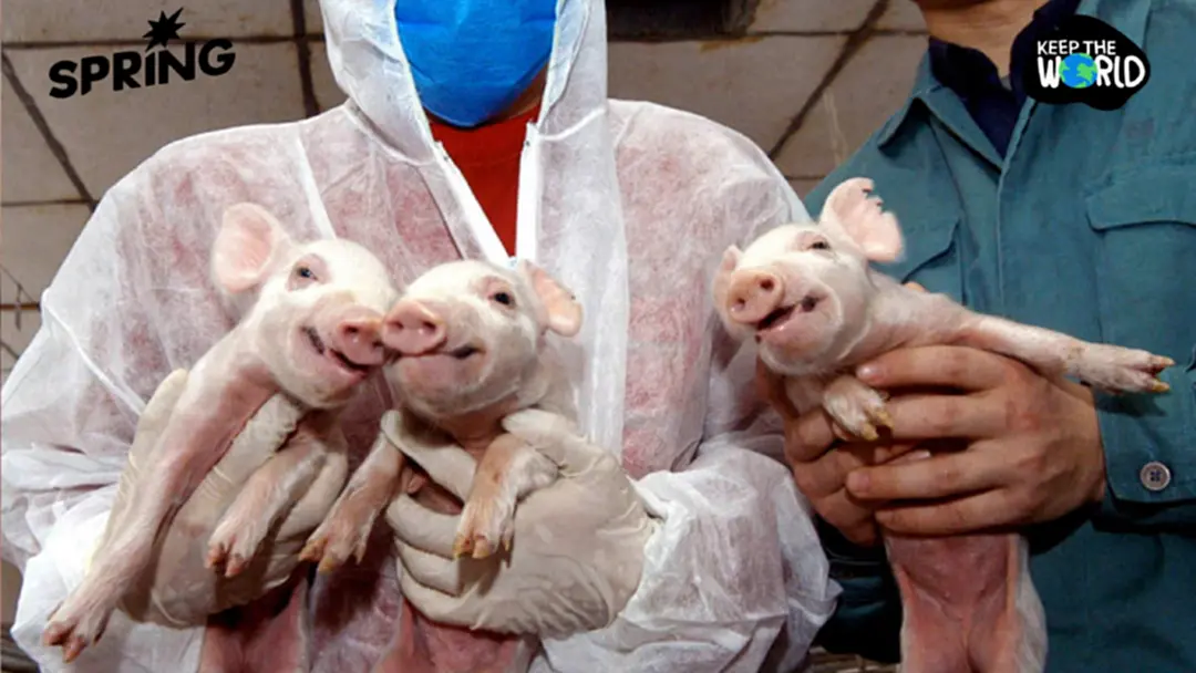 24 เมษายน วันสัตว์ทดลองโลก:  สัตว์นับล้านชีวิตที่ต้องเจอความเจ็บปวด