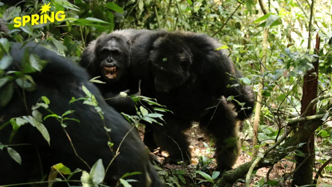 พบ ‘ชิมแปนซี’ ยูกันดา แตกเป็น 2 ฝ่าย ทำสงครามกลางเมืองกันมา 8 ปี