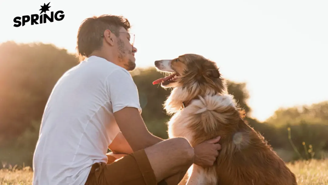 สุนัขรู้ไหมเมื่อเราจากไป? พวกมันเข้าใจความตายหรือเปล่า สุนัขรู้ไหมเมื่อเราจากไป? พวกมันเข้าใจความตายหรือเปล่า