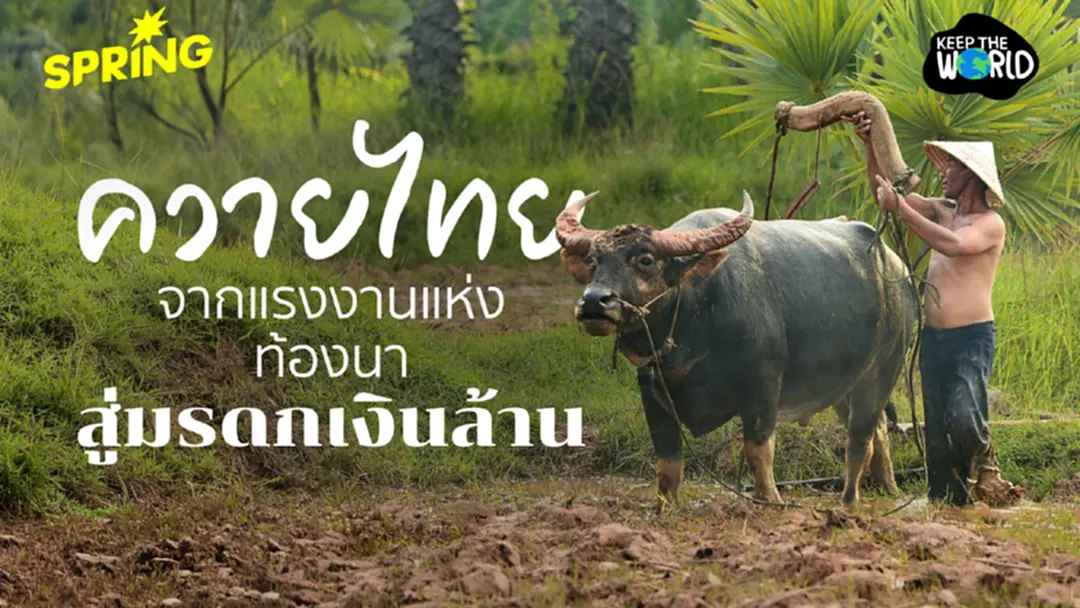 ‘ควายไทย’ จากแรงงานบ้านทุ่ง สู่สัตว์เศรษฐกิจเงินล้าน และการเลือนหายไปของควายป่า ‘ควายไทย’ จากแรงงานบ้านทุ่ง สู่สัตว์เศรษฐกิจเงินล้าน และการเลือนหายไปของควายป่า