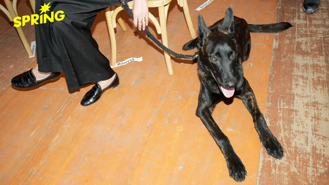 จากหมาจรสู่ดาวเด่นคานส์! ‘ยูริ’ คว้ารางวัล ‘Palm Dog 2026’ จากหมาจรสู่ดาวเด่นคานส์! ‘ยูริ’ คว้ารางวัล ‘Palm Dog 2026’