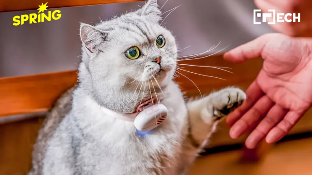 pettichat เปิดตัว 'ปลอกคอ AI' แปลภาษาหมา-แมว' เคลมแม่นยำ 94.6%
