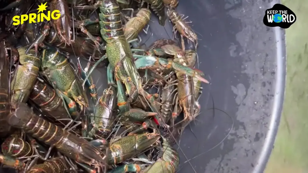 'เอเลี่ยนสปีชีส์' กุ้งเครย์ฟิช ขยายพันธุ์ในกว๊านพะเยา คาดกระทบระบบนิเวศ 'เอเลี่ยนสปีชีส์' กุ้งเครย์ฟิช ขยายพันธุ์ในกว๊านพะเยา คาดกระทบระบบนิเวศ