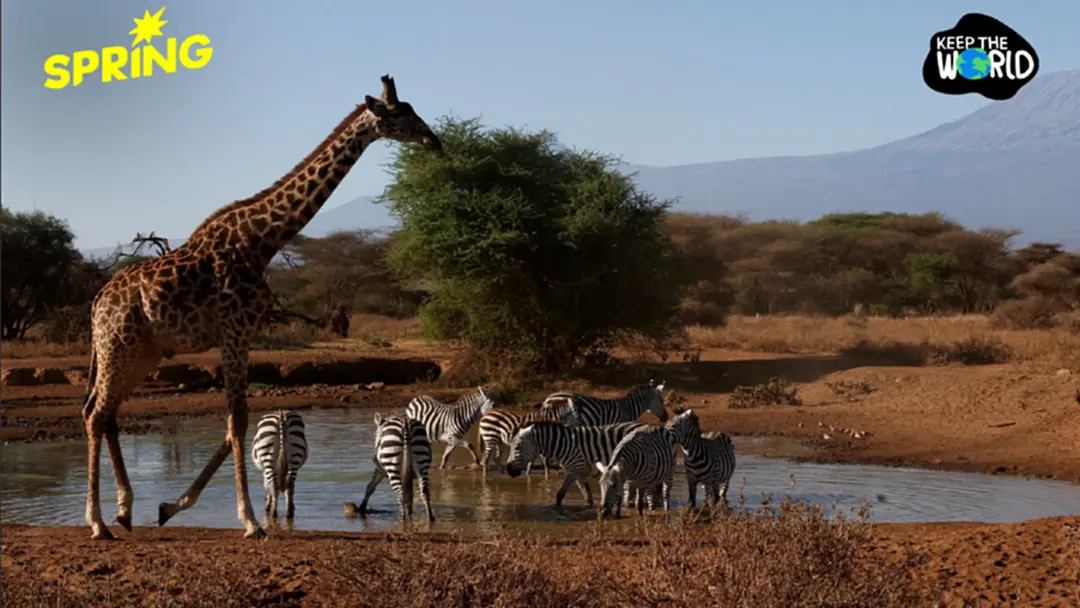 WWF ชี้ประชากรสัตว์ป่าทั่วโลกเกือบ 6,000 ชนิดลดลง  73% ใน 52 ปี