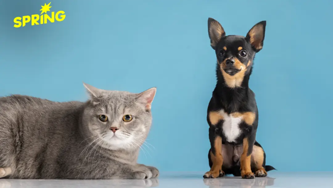 เปย์หมาแมวไม่แผ่ว! กรุงศรีรุกตลาด Pet Parents ตั้งเป้ารูดบัตรแตะ 1,000 ล้าน เปย์หมาแมวไม่แผ่ว! กรุงศรีรุกตลาด Pet Parents ตั้งเป้ารูดบัตรแตะ 1,000 ล้าน