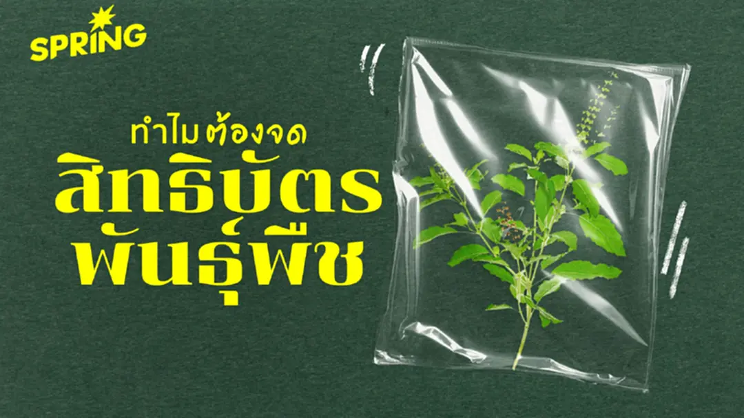 เปิดความเสี่ยงทางกฎหมาย ทำไมต้องจด 'สิทธิบัตรพันธุ์พืช' เปิดความเสี่ยงทางกฎหมาย ทำไมต้องจด 'สิทธิบัตรพันธุ์พืช'